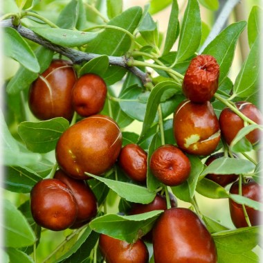 ziziphus jujuba - chinesische dattel - brustbeere - jujuba - jujube - 20070912-2